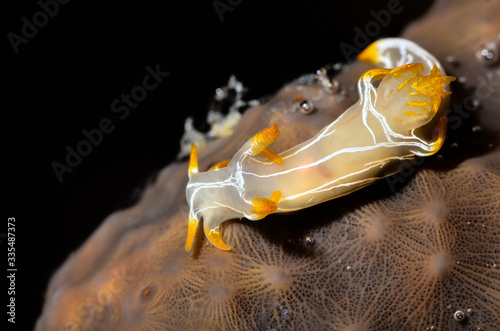 nudibranco mediterraneo lumaca di mare