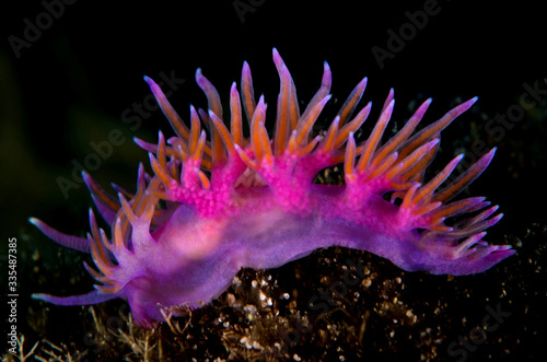 nudibranco mediterraneo lumaca di mare © giorgiocavallaro