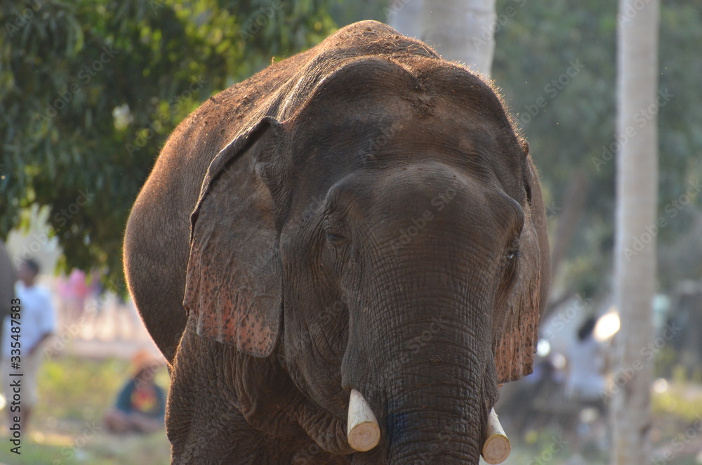 Elefant beim Elefanten-Festival in Xayaboury, Laos