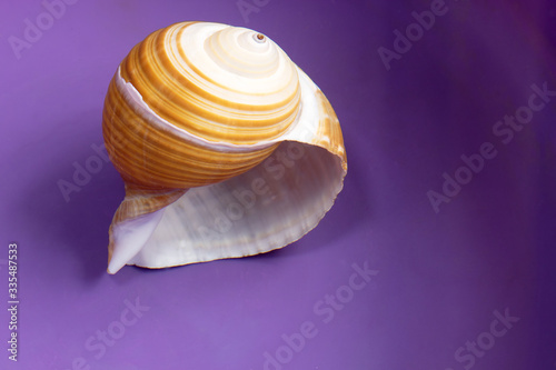 Shell, sea, lake, river, ocean, beach, colored, insanely beautiful, collection