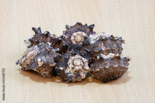 
A variety of shells from the seas, rivers, lakes and oceans. For collectors from many beaches of the world on a light wooden background.