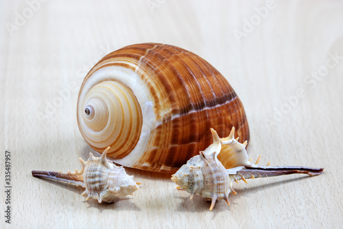 
A variety of shells from the seas, rivers, lakes and oceans. For collectors from many beaches of the world on a light wooden background.