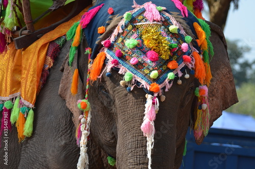 Elefant beim Elefanten-Festival in Xayaboury, Laos