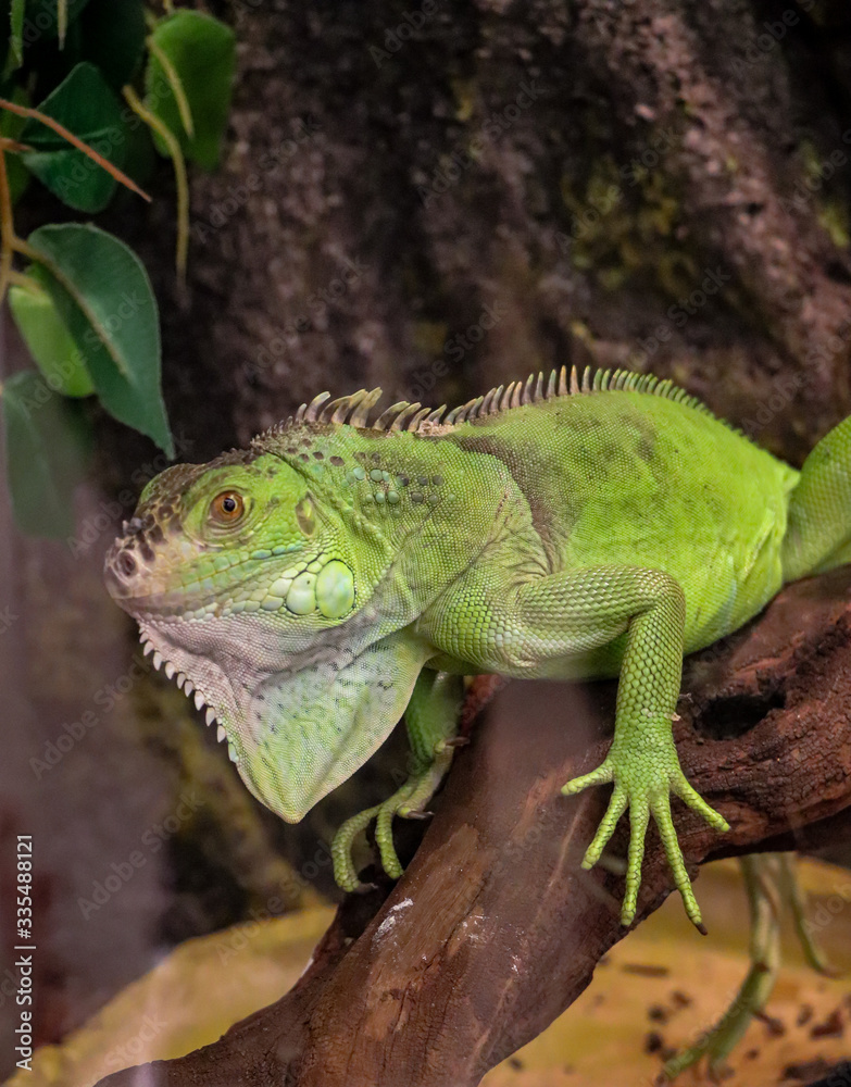 Obraz premium iguana on a tree