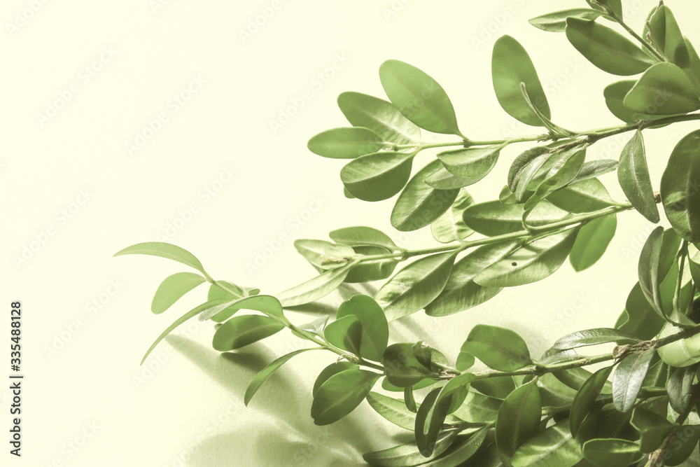 Naklejka premium branch with green leaves