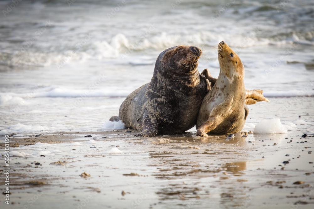 Obraz premium Kegelrobben (Halichoerus grypus) auf Helogland, Deutschland