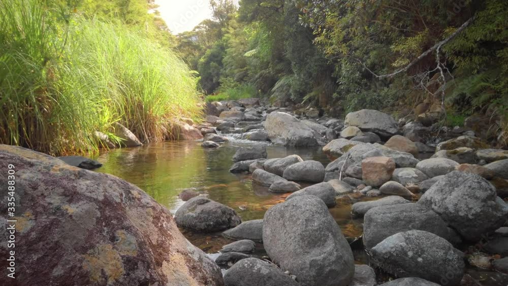 A Tranquil River In A Tropical Forest. Coromandel, New Zealand A Tranquil River In A Tropical Forest. Coromandel, New Zealand