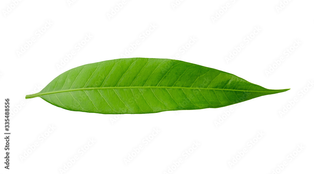 Obraz premium Mango leaf isolated on a white background