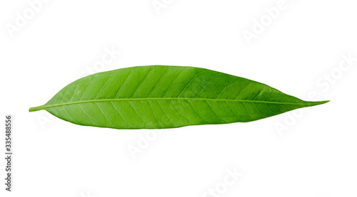 Mango leaf isolated on a white background