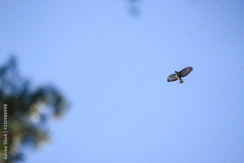 Selective focus photo. Common buzzard bird, Buteo buteo flies above forest.
