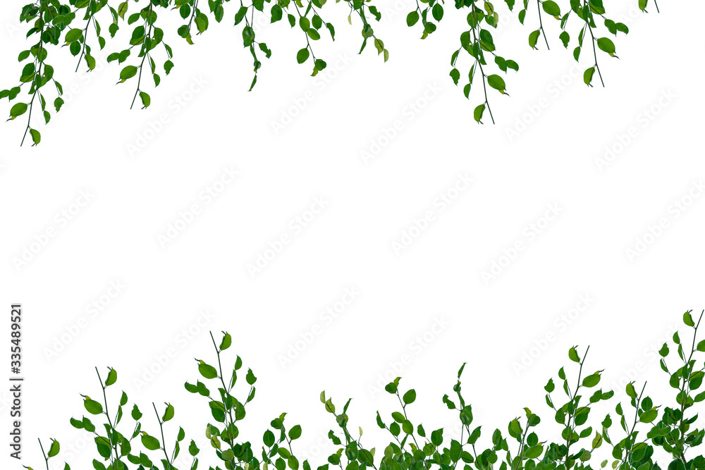 green leaf isolated on white background with copy space