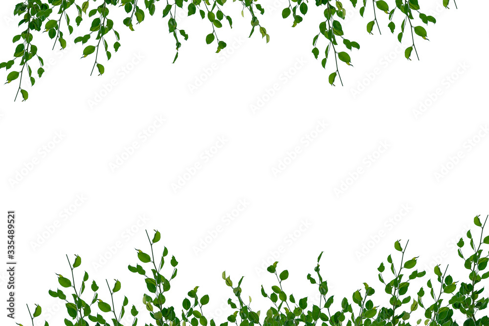 green leaf isolated on white background with copy space green leaf isolated on white background with copy space
