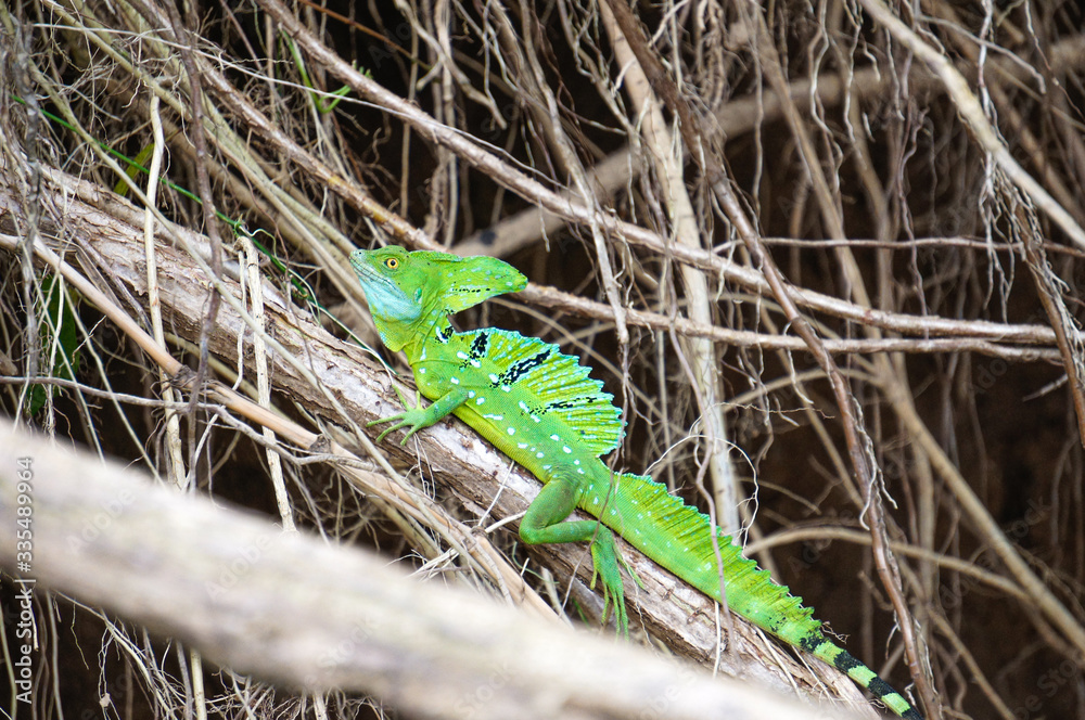 A male green basilisk (aka Jesus Christ lizard) resting on top of a branch A male green basilisk (aka Jesus Christ lizard) resting on top of a branch