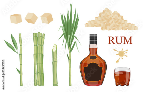 Set of sugarcane and field. sugarcane logo. Cane leaf, sugarcane juice. Sugar cane, sweet plant, natural green stem. Glass and bottle of rum. Illustration of alcohol drink.