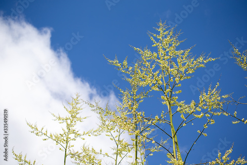 The branches of a very tall tree with a beautiful blue sky in the background