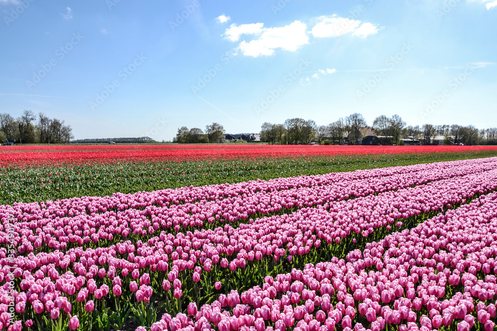 field of tulips