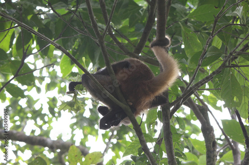 wild and free spider monkey sitting in tree and eating leaf, Costa Rica, Tortuguerro National Park, Central America photo