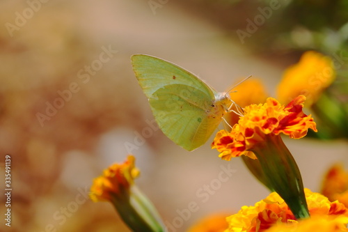 butterfly feeding juice of yellow marigold flower © Dinesh