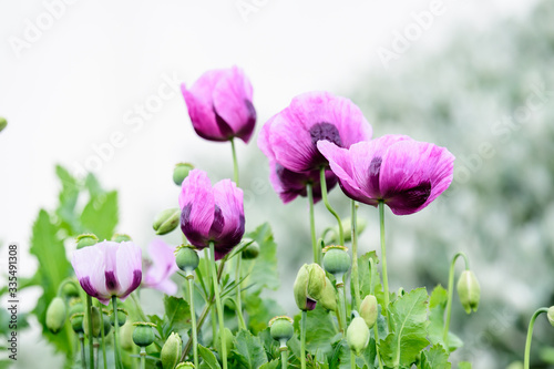 Fototapeta Naklejka Na Ścianę i Meble -  Many vivid purple poppy flowers and green capsules in a British cottage style garden in a sunny summer day, beautiful outdoor floral background photographed with soft focus
