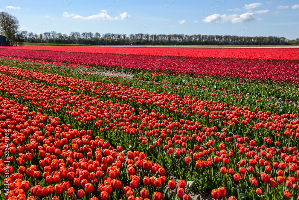 field of red tulips field of red tulips
