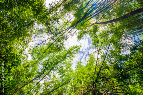 Green bamboo tree forest botanical background