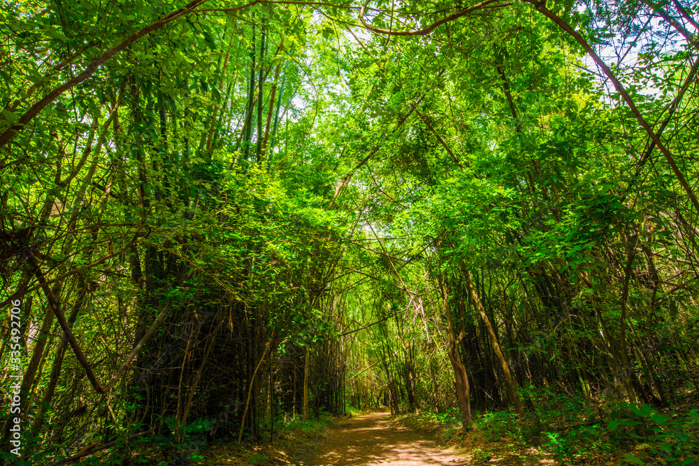 Naklejka premium Bamboo park in tropical deep forest with pathway