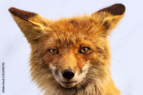 Close-up portrait of a fox looking directly into the lens.