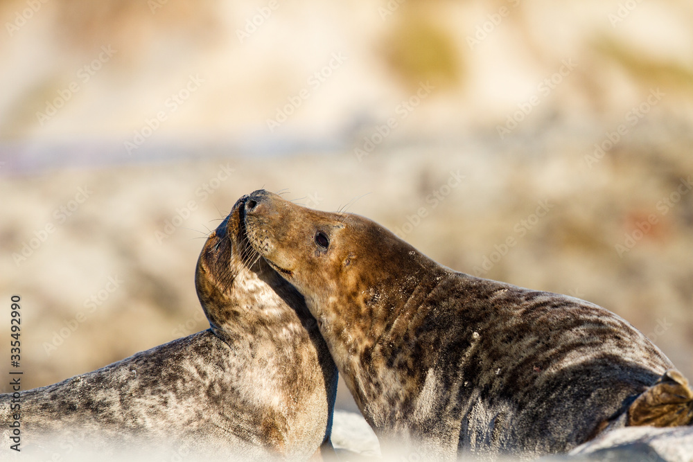 Kegelrobbe (Halichoerus grypus) auf Helgoland