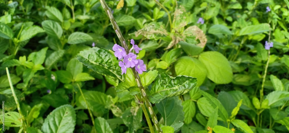 purple flower petals that grow near the river purple flower petals that grow near the river