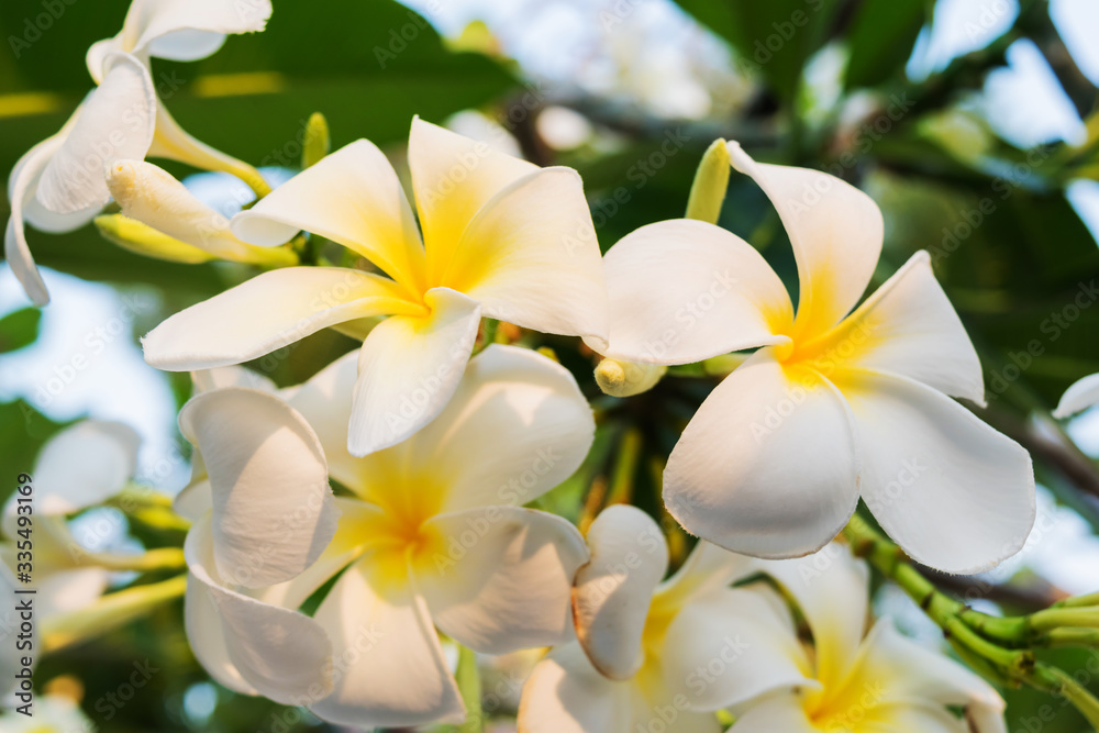 Fototapeta premium The plumeria flowers at the branches of the plumeria tree