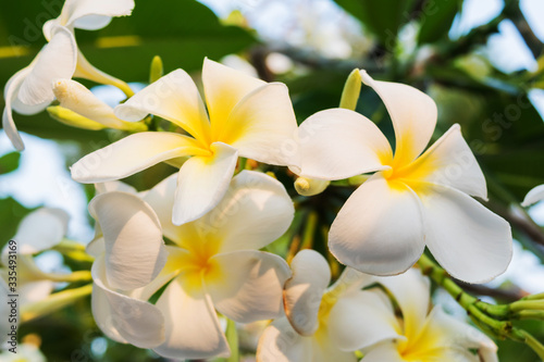 The plumeria flowers at the  branches of the plumeria tree