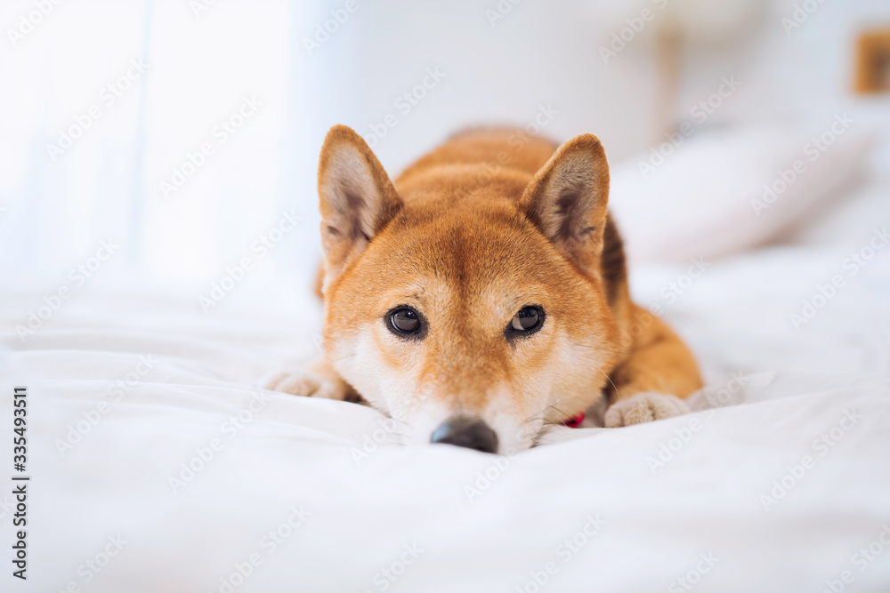 Pet Lover concept. Japanese dog on the bed in bedroom. Shiba Inu dogs that lying in the white bedroom. Shiba Inu is a Japanese dog that is famous throughout the world.