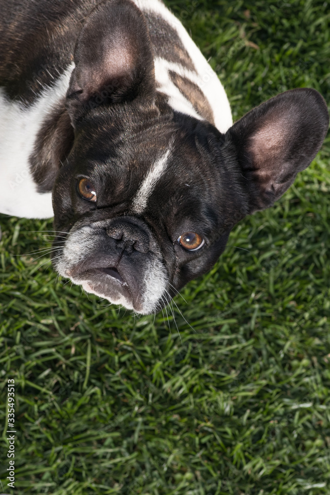 Portrait picture of a French Bulldog puppy who is standing in the yard on the grass. Above view.