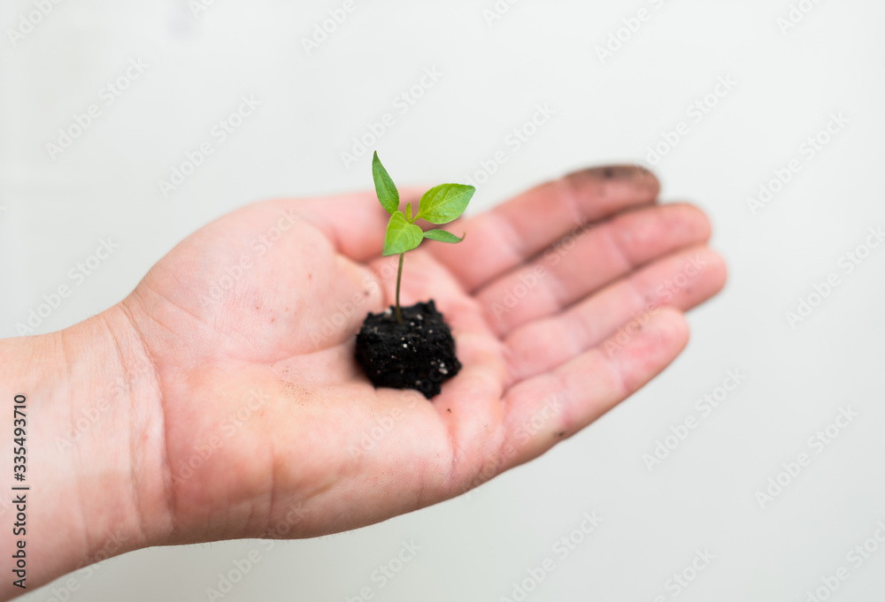 small sprout of pepper with earthen root on the male palm small sprout of pepper with earthen root on the male palm