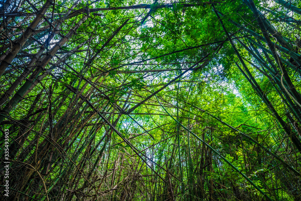 Green bamboo tree forest botanical background Green bamboo tree forest botanical background