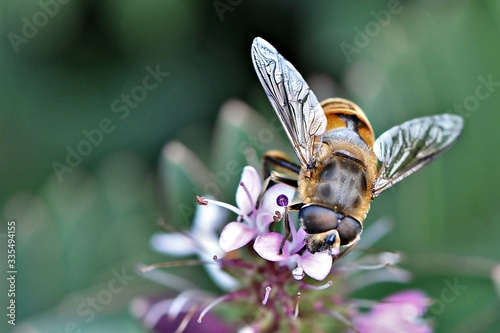 A drone fly or hoverfly, a bee mimic and pollinator on purple flowers in a Wonthaggi back yard garden in South Gippsland, Victoria, Australia photo