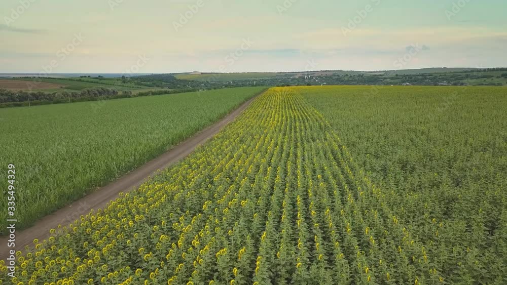 Aerial Flying over Blooming yellow sunflowers field with blue cloudless sky. Sunflowers field under blue sky with white fluffy clouds. Wonderful drone photo for ecological concept Aerial Flying over Blooming yellow sunflowers field with blue cloudless sky. Sunflowers field under blue sky with white fluffy clouds. Wonderful drone photo for ecological concept