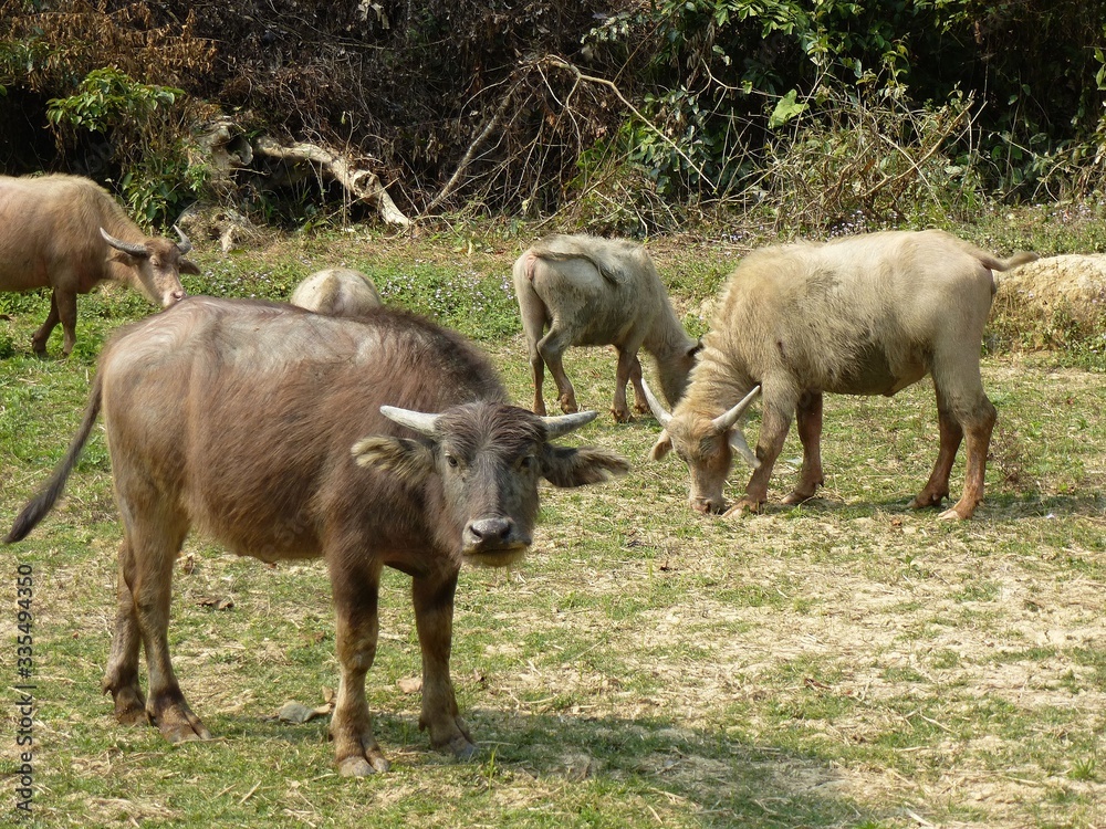 Kühe bei Nong Kiao, Laos Kühe bei Nong Kiao, Laos