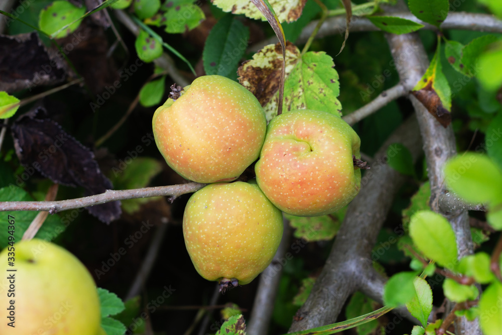 Ripe quince fruit on a branch. The crop of Chinese Apple. Chinese pear grows on a branch. Ripe quince fruit on a branch. The crop of Chinese Apple. Chinese pear grows on a branch.
