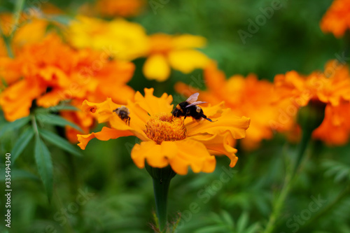 Bumblebee on an orange marigold flower. Summer background. Bright summer flowers.Summer greeting card.