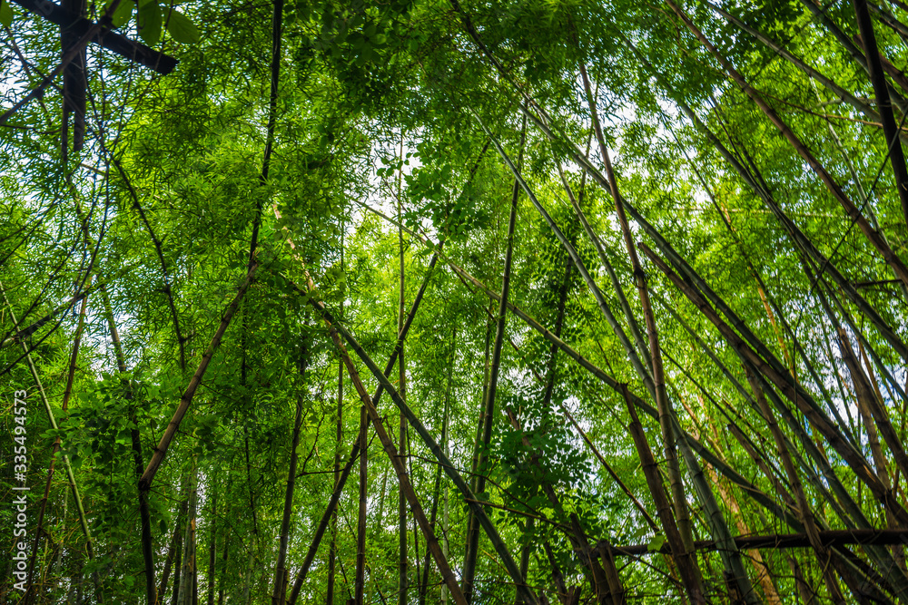 Green bamboo tree forest botanical background Green bamboo tree forest botanical background