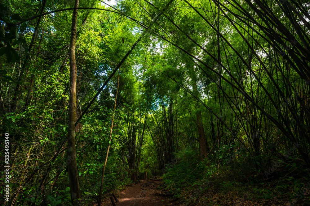 Bamboo park in tropical deep forest with pathway Bamboo park in tropical deep forest with pathway