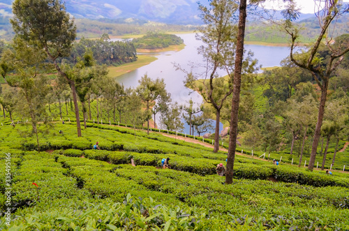 Amazing Tea Plantations with Lake view at Munnar in Kerala. photo