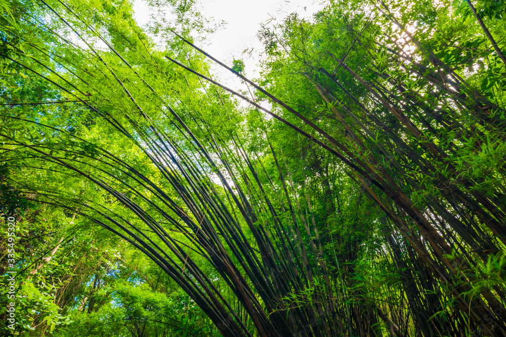 Green bamboo tree forest botanical background Green bamboo tree forest botanical background