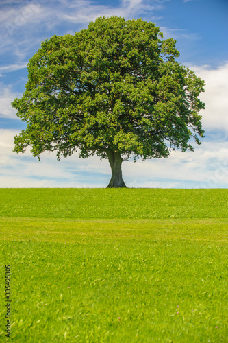 single big tree in meadow at springtime