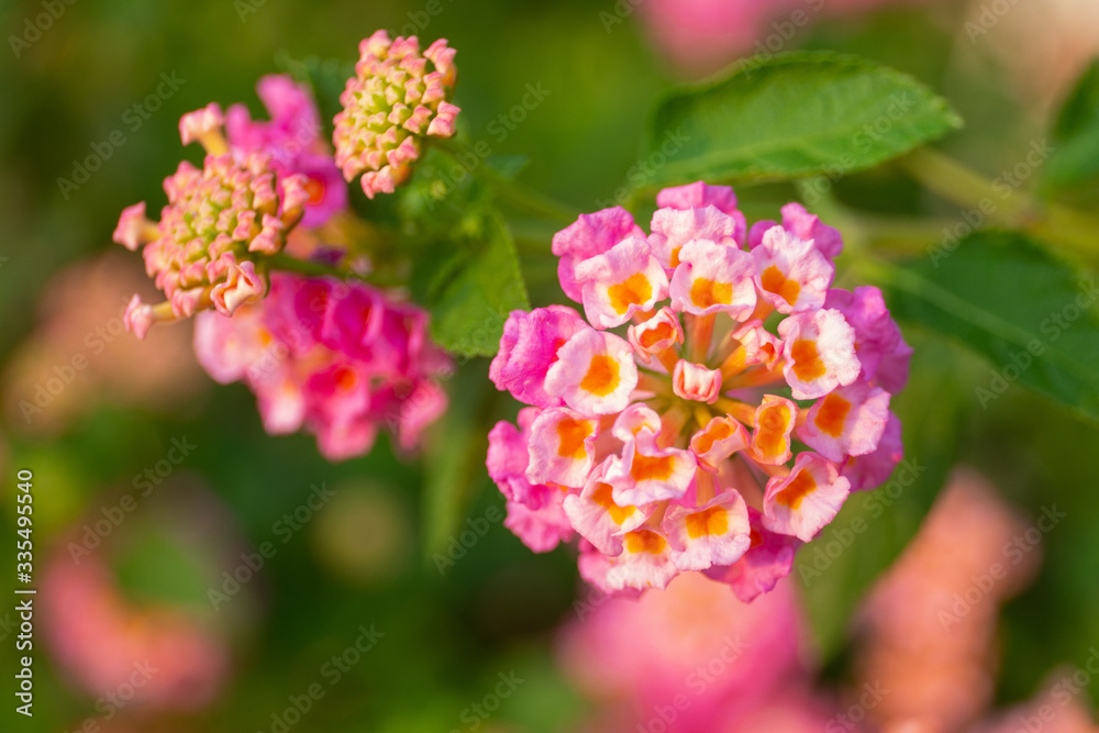 Red ,orange and yellow Lantana camara flowers with blurred background. Red ,orange and yellow Lantana camara flowers with blurred background.