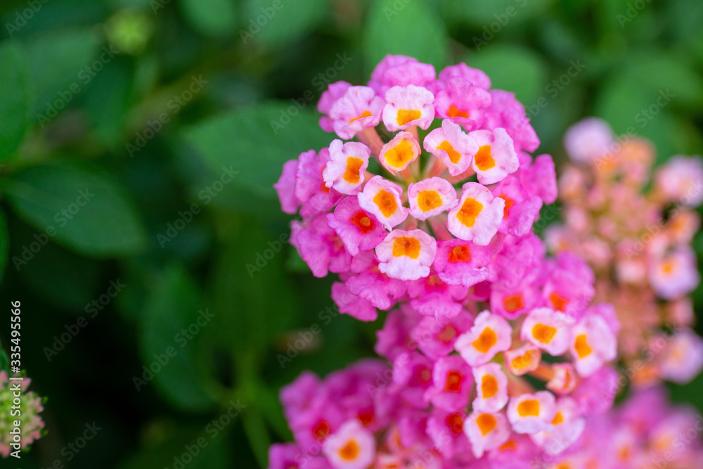 Red ,orange and yellow Lantana camara flowers with blurred background. Red ,orange and yellow Lantana camara flowers with blurred background.