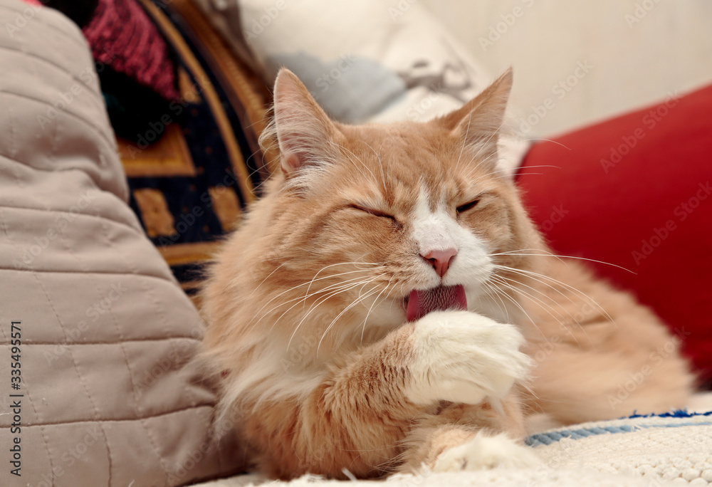 A big and strong norwegian forest cat male washing his paw on a sofa
