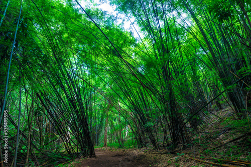 Bamboo park in tropical deep forest with pathway