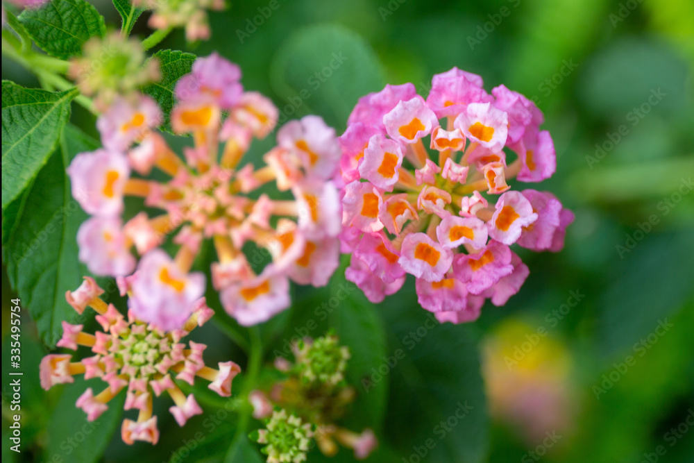 Red ,orange and yellow Lantana camara flowers with blurred background. Red ,orange and yellow Lantana camara flowers with blurred background.